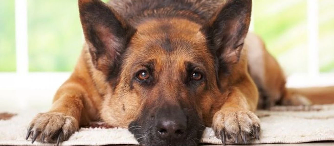 Κτηνοβάτες βίασαν αδέσποτο σκύλο στην Πιερία! (φώτο)